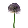 Floristik24 Allium 87cm Lavanda