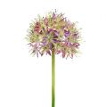 Floristik24 Allium violeta claro L76cm