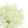 Floristik24 Allium crema blanca L76cm