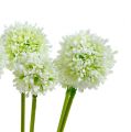 Floristik24 Allium 35cm Blanco 6pcs