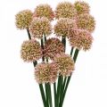 Floristik24 Flor artificial allium rosa 38cm artificial ornamental cebolla flor de seda en ramo 12pcs