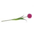 Floristik24 Allium 68cm rosa-violeta