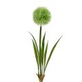 Floristik24 Allium verde L37.5cm 4uds