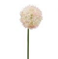 Floristik24 Allium crema rosa Ø15cm L70cm