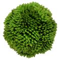 Floristik24 Bola Allium 5cm Verde 4pcs