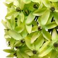 Floristik24 Cebolla ornamental Allium, flor de seda, bola artificial puerro verde Ø20cm L72cm