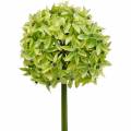 Floristik24 Cebolla ornamental Allium, flor de seda, bola artificial puerro verde Ø20cm L72cm