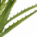 Floristik24 Aloe Vera artificial Verde 26cm