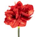 Floristik24 Flor de amarilis artificial, roja, de tallo largo, para jarrón y arreglos florales, 77 cm.