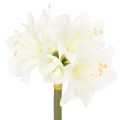 Floristik24 Flor artificial de amarilis, blanca, con tallo, Adviento y Navidad, 50 cm