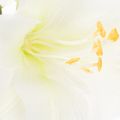 Flor artificial de amarilis, blanca, con tallo, Adviento y Navidad, 50 cm | Floristik24.es