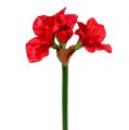 Floristik24 Amarilis rojo oscuro 72,5cm