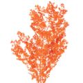 Floristik24 Espárragos secos, flores, rama, espárragos ornamentales teñidos, 65 cm, 80 g