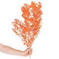 Espárragos secos, flores, rama, espárragos ornamentales teñidos, 65 cm, 80 g | Floristik24.es