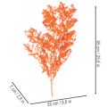 Espárragos secos, flores, rama, espárragos ornamentales teñidos, 65 cm, 80 g | Floristik24.es