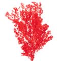 Floristik24 Manojo de espárragos secos para arreglos florales, 65 cm, 80 g