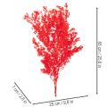 Manojo de espárragos secos para arreglos florales, 65 cm, 80 g | Floristik24.es