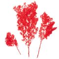 Manojo de espárragos secos para arreglos florales, 65 cm, 80 g | Floristik24.es