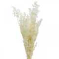 Floristik24 Espárragos decoración seca hierba ornamental seca blanca 80g