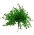 Floristik24 Arbusto de espárragos verde 25cm
