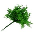 Floristik24 Arbusto de espárragos verde 25cm