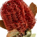 Floristik24 Banksia Baxteri Exotic Banksia Flores Secas Rojo 10pcs