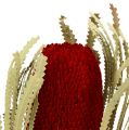 Floristik24 Banksia Hookerana rojo 7pcs
