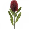 Floristik24 Flor Artificial Banksia Rojo Borgoña Artificial Exotics 64cm