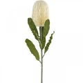 Floristik24 Flores Artificiales Banksia Crema Blanca Artificiales Exóticas 64cm