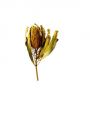 Floristik24 Banksia Hookerana amarillo 7pcs