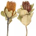 Floristik24 Banksia coccinea flores secas naturaleza 10pcs