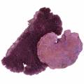 Floristik24 Esponja de árbol violeta blanqueada 1kg