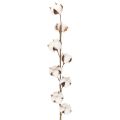Floristik24 Rama artificial de algodón con 8 flores naturales, 78 cm.