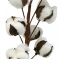 Floristik24 Rama de algodón decoración natural 10 cabezas en alambre decoración algodón 68cm