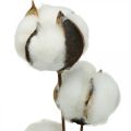 Floristik24 Rama de algodón decorativa Rama decorativa de algodón real 5 cabezas 50cm