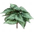 Floristik24 Begonia artificial arbusto planta artificial verde 34cm