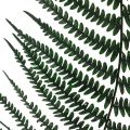 Floristik24 Helecho de montaña helecho decorativo hojas de helecho preservadas verde 45cm 20ud