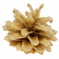 Floristik24 Piñas de pino de montaña Pinus mugo crema 2-5cm 1kg