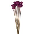 Floristik24 Decoración de flores secas Wild Daisy violeta Al.36cm 20ud