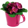 Floristik24 Jardinera de hojalata para plantar Rosa Ø13cm H10-15cm