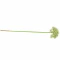 Floristik24 Allium blanco artificial 55cm