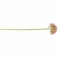 Floristik24 Allium artificial Rosa 55cm