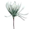 Floristik24 Espuma de rama de flor blanca, verde 72cm