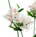 Floristik24 Rama de flor blanca L70cm
