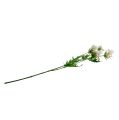 Floristik24 Rama de flor blanca L70cm