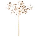 Rama de flor de frijol