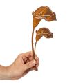 Estaca de jardín con forma de flor de cala, color óxido, para tumbas y arreglos florales, 25 cm, 6 unidades. | Floristik24.es
