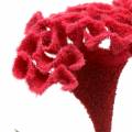 Floristik24 Celosia cristata Hahnenkamm Rojo 72cm
