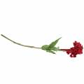 Floristik24 Celosia cristata Hahnenkamm Rojo 72cm