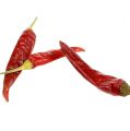 Floristik24 Chiles chiles cortos rojos 250g